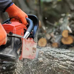 Czy można wyciąć drzewa na własnej działce bez pozwolenia? Sprawdź!